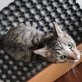 新居に引っ越した家族が見つけたのは、玄関前でじっと待つ猫　その秘密は…