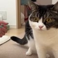 「何が起きたの？」ドッキリの後に一生懸命考える猫くん！