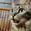 猫が柴犬に怒られた結果…まさかの『人間みたいな反応』が面白すぎると…