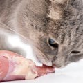 猫に『生肉』をあげても大丈夫？メリット・デメリット4つと注意点