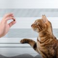 猫がご飯を食べないけどおやつは食べる！原因と食欲アップのコツ