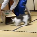 ダンボール箱の中でくつろいでいた猫→飼い主さんが『イタズラ』をしか…