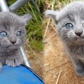 釣りを楽しむ男性のもとに子猫が…保護され美しい成猫に成長♡