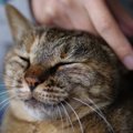 あなたは猫から好かれてる？『好感度』を測るチェック項目3つ