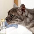 除光液を猫がいるお部屋で使ってもいい？注意したい６つの事