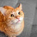 愛猫の「ホンネ」を知るためのチェック項目5選　顔や行動から、今どん…