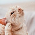 猫の『聴力が低下している』3つのサインと原因　一緒に暮らすうえでの注意…