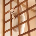 格子の上を見たら、猫が…飼い主さんが吹きだした『まさかすぎる光景』が40…