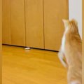 猫の前で『おもちゃ』を投げると…次の瞬間→とっても楽しそうな『可愛すぎ…