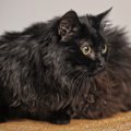 【獣医師監修】シャンティリーってどんな猫？猫種の性格や飼う前の注意点…