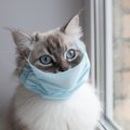 猫が発症する『伝染性腹膜炎（FIP）』とは？原因や表れる症状、最新の治療…