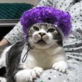 大阪のおばちゃんもびっくり？パーマが似合いすぎる猫さん