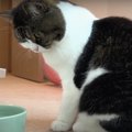 何があったの？水を見て考え込む猫ちゃん