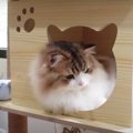 少し移動したキャットタワーがお気に入りになった猫くん♡