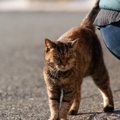 愛猫が『しっぽをスリスリ』してくるときのキモチ4選　まるでハグみたいな…