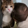 赤ちゃんから熱烈アプローチを受ける猫さん！ついに猫パンチ炸裂…！？