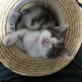 猫が眠気を我慢する理由５つ