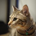 猫のお留守番タイムを充実させる方法5つ