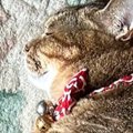 『レイアウト考えて寝てるのかな』→玄関マットの上にいる猫を見たら…まさ…