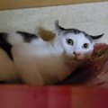 実家に預けた猫→４日後に迎えにいった結果…飼い主を見たときの『思わ…