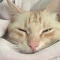 猫から『一緒に寝たい』と選ばれる飼い主の特徴５つ