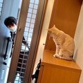 猫のお見送りに『素っ気ない態度』の息子…まさかの"ほっこり展開…