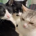 一か所に集まる猫たち→大好きなママに撫でられると…素敵な『お返し』に「…