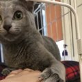 猫が飼い主に触っていて欲しい時にする８つ仕草