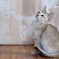 猫の毛に関する特徴『ティッキング』ってなに？代表的な3種や毛色の特徴も…