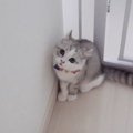 子猫の『初めてのお留守番』隠し撮りした結果…"普段は見せない行…