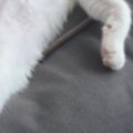 クッションの上で熟睡していた猫…まるで人間のような『驚きの寝姿』に爆笑…