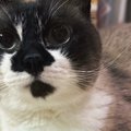 水飲み場のまえにいる猫→飲むのかなと見ていたら…予想外の『可愛すぎ…