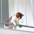 2階にいる猫が1階にいる飼い主と『キャッチボール』…賢すぎる『遊びの様子…