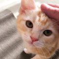 愛猫があなたに「甘えたい♡」と感じているときのサイン6選　飼い主と…