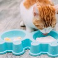 猫のお腹の健康に『ヨーグルト』は効く？与える場合の注意点を解説