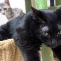 ハンモックでくつろぐお兄ちゃん猫→子猫がやってくると…微笑ましすぎる光…
