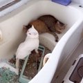 風呂場に『2年間も閉じ込められていた』子猫を救出…2年後の光景に涙が…