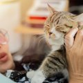 高齢化で支出が拡大傾向に　「愛する猫のための市場」が急成長　香港