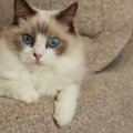 【獣医師監修】ラグドールの平均寿命はどのくらい？長生きのポイントや病…