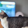 飼い主さんをお見送りする猫→『足元』を見てみると…思わず笑っちゃう様子…