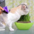 抜け毛スッキリ♪猫ちゃんの美味しいブラッシング