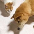 『庭で仲良くなった老犬と野良猫』が約1か月後に再会した結果…まさか…