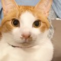 くつろいでいた猫、飼い主が隣に座ると…可愛らしい『おしゃべりの様子』が…