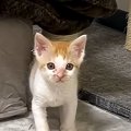 じっと見つめてくる子猫→じわじわと近づいてきて…思わずニヤける光景に「…