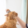 猫が『ブラッシング』を避けたがる理由3つ　嫌がるときの対処法からお…
