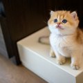 『猫の飼い方』によくある落とし穴4つ！愛猫を幸せにする飼い方とは？