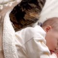 猫が布団で寝てる赤ちゃんを見たら…『そぉーと』布団に潜り込む姿が可…