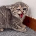 倉庫下から保護された子猫3きょうだい→ご飯を食べさせていたら…2日目…