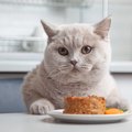 愛猫の『食性』を理解するための5つのポイント　猫にとっての理想のご飯や…
