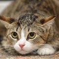 猫が『緊張状態』になっているときのサイン3選　不安を感じやすい場面や落…